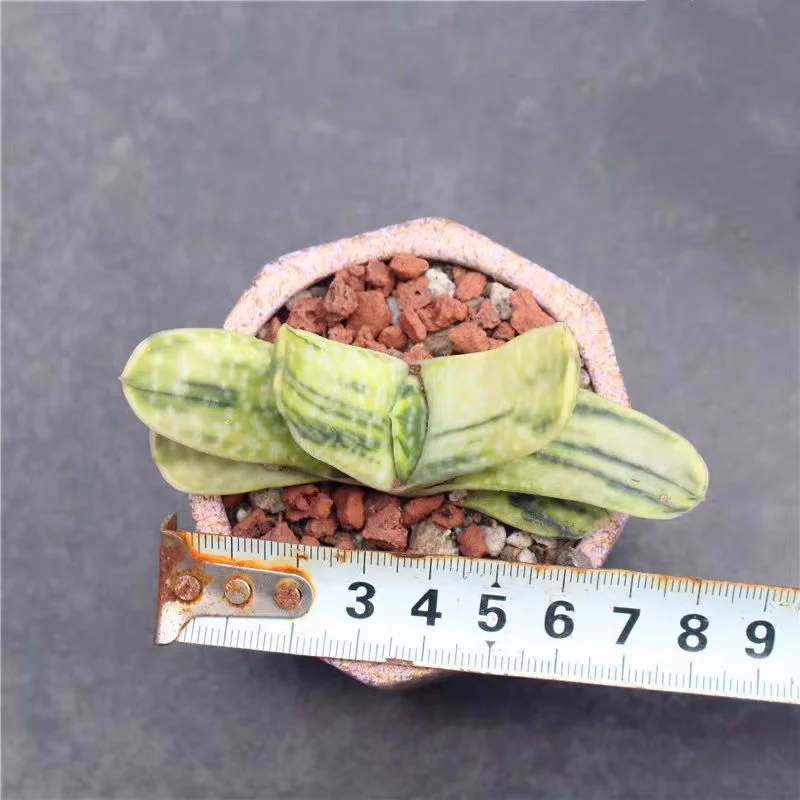 plant Aeonium Echeveria Haworthia  Caudex  Lithops Cactus  Agave 