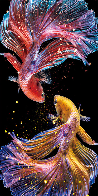 Double Goldfish 11CT pre-stamped canvas(50*90cm) silk cross stitch