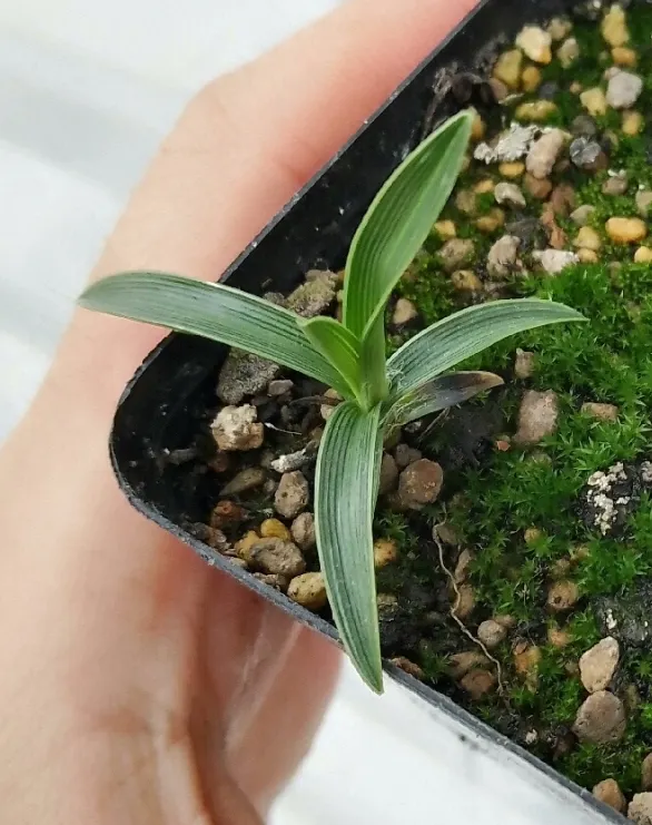 plant Aeonium Echeveria Haworthia  Caudex  Lithops Cactus  Agave 