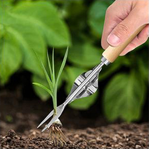 Multi-stem Root System