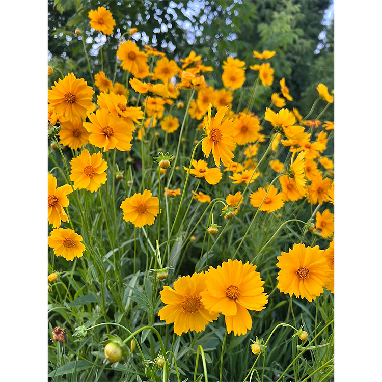 Lance-Leaf Coreopsis Seeds