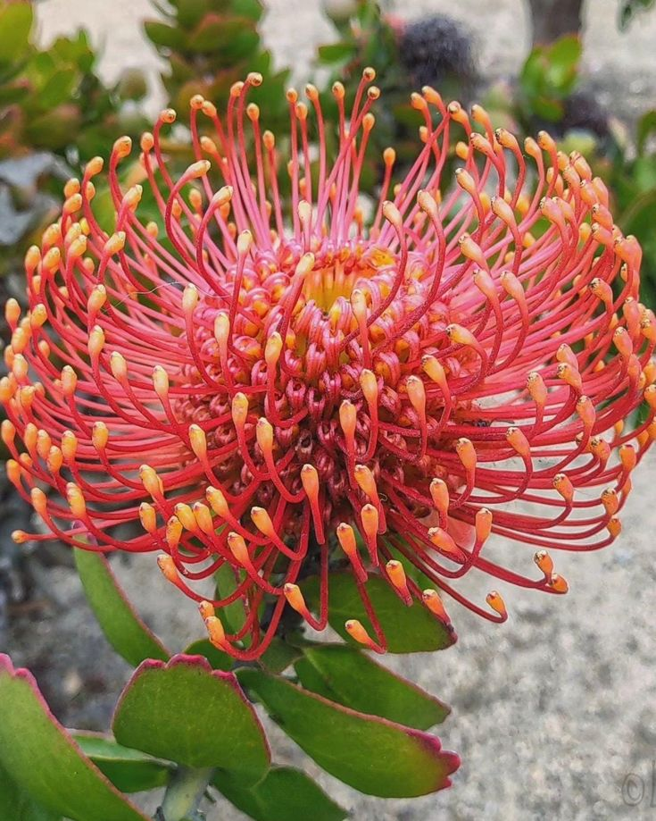 Flame Giant Chrysanthemum