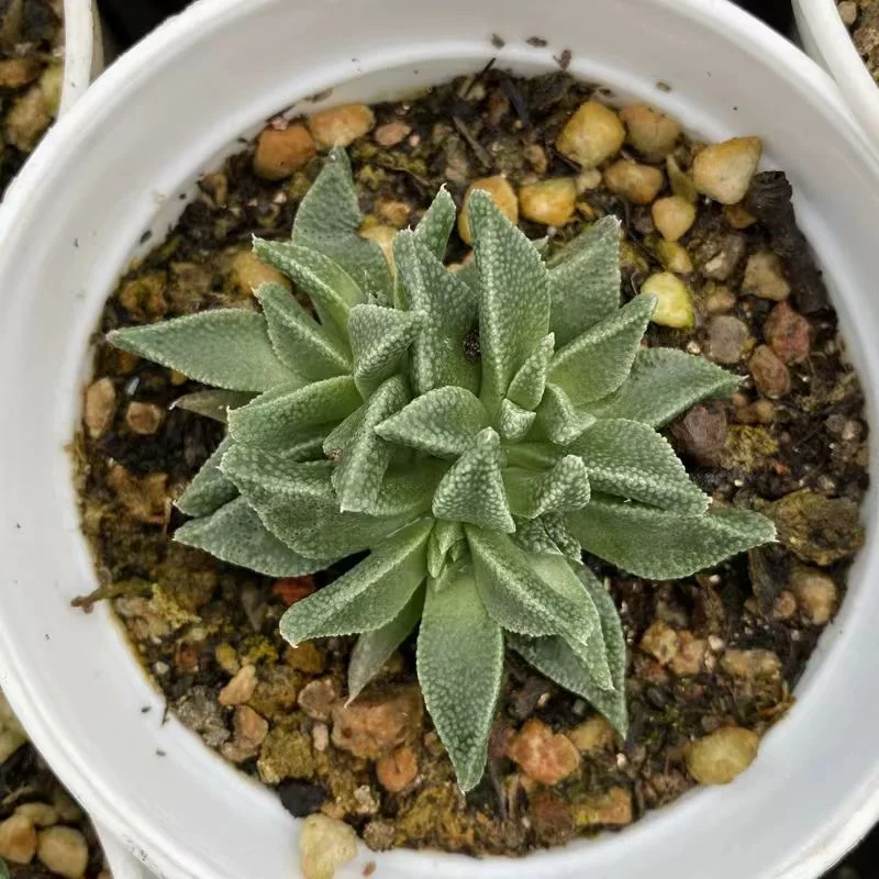 plant Aeonium Echeveria Haworthia  Caudex  Lithops Cactus  Agave 