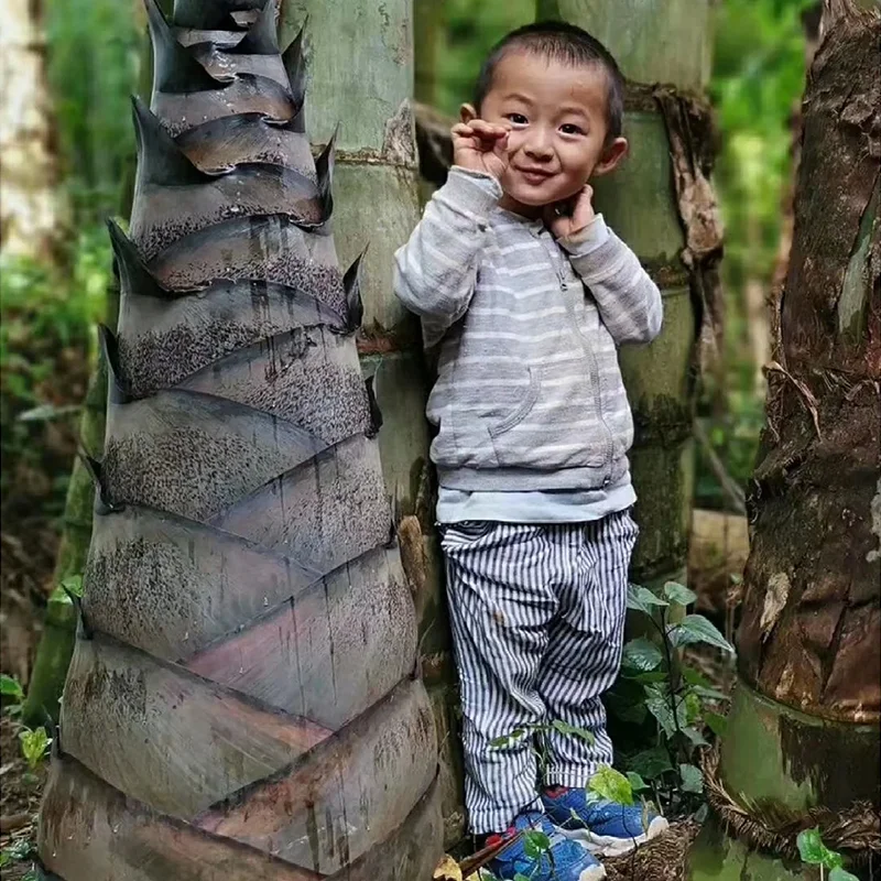 🌿Rare Giant Dragon Bamboo Seeds