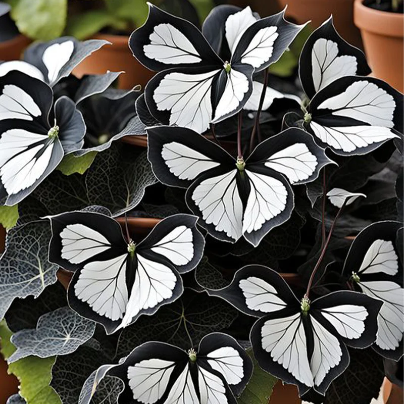 Moonlight Butterfly Begonia - Dark blue-white