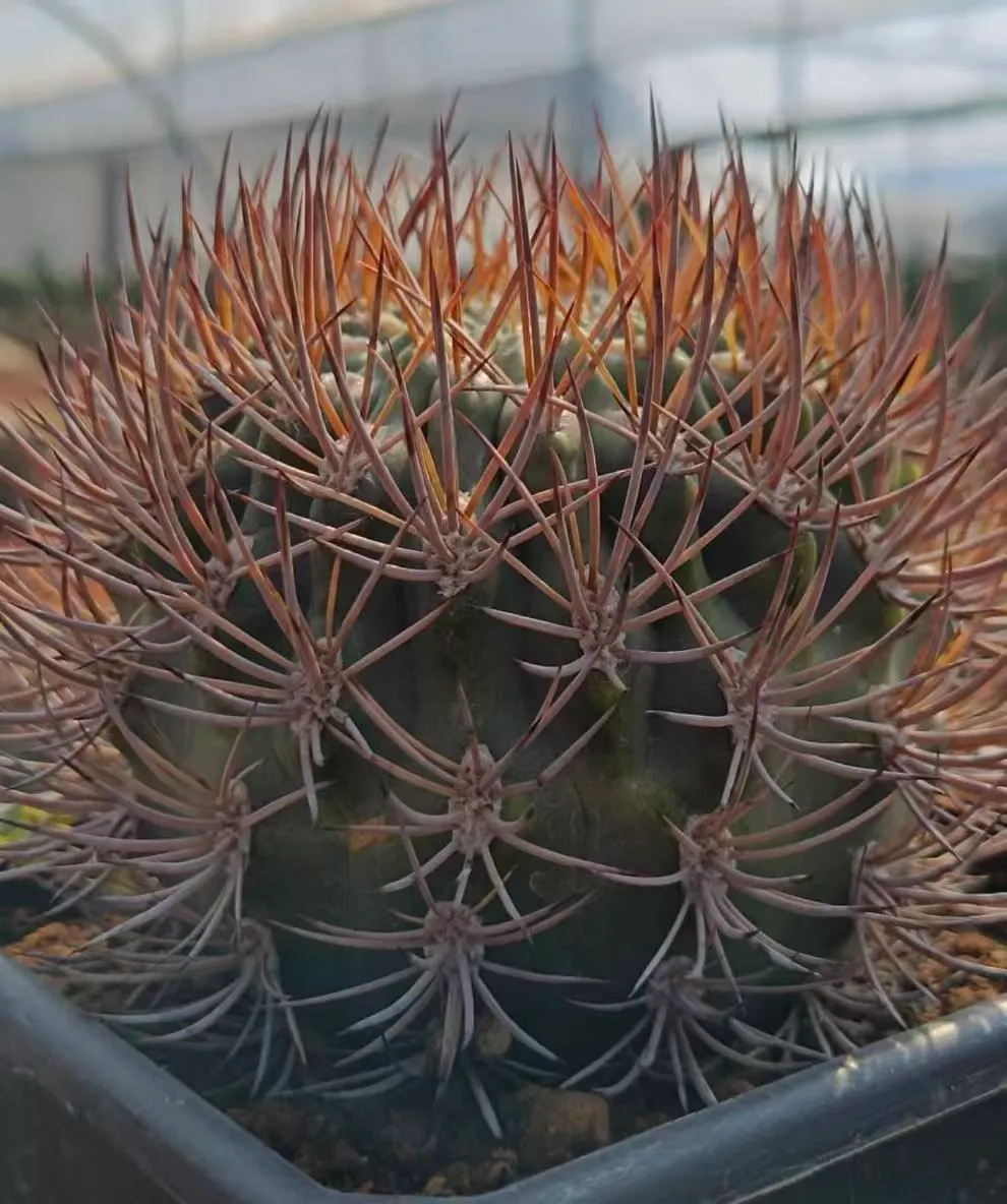 plant Aeonium Echeveria Haworthia  Caudex  Lithops Cactus  Agave 