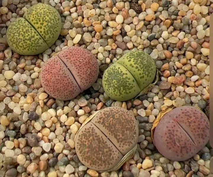 plant Aeonium Echeveria Haworthia  Caudex  Lithops Cactus  Agave 