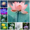 10 Pcs/ Bag Lotus Flower Mini Lotus Bonsai Aquatic Plants Bowl Lotus Water Lily Flores Perennial Plant For Home & Garden Decor