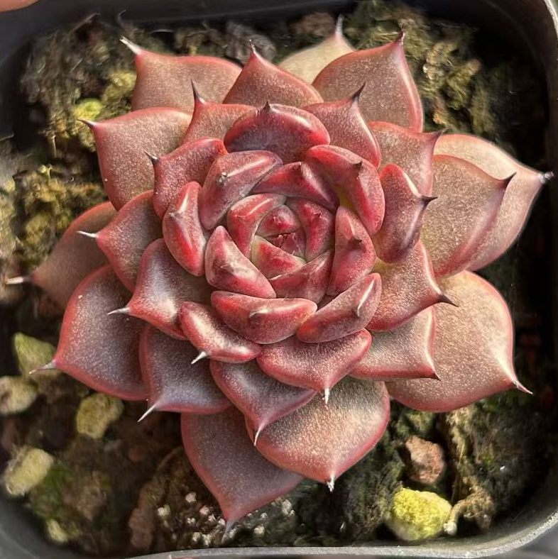 723.   Divine flute   singel head  4-5cm / Echeveria / Succulent plants / Garden landscape / Carefully select healthy plants
