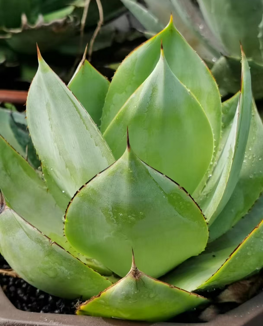 1059.Agave celsii var.albicans'UCB' 5cm/Agave plants / Succulent plants / Garden landscape / Carefully select healthy plants