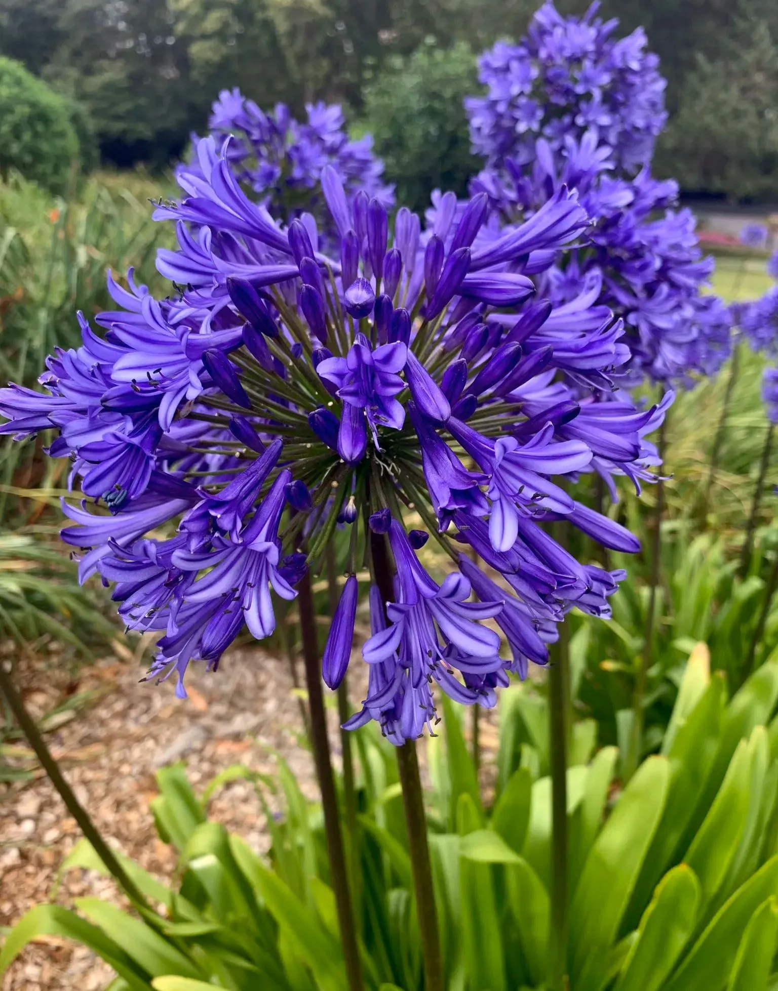 Agapanthus africanus 'Black Buddhist'