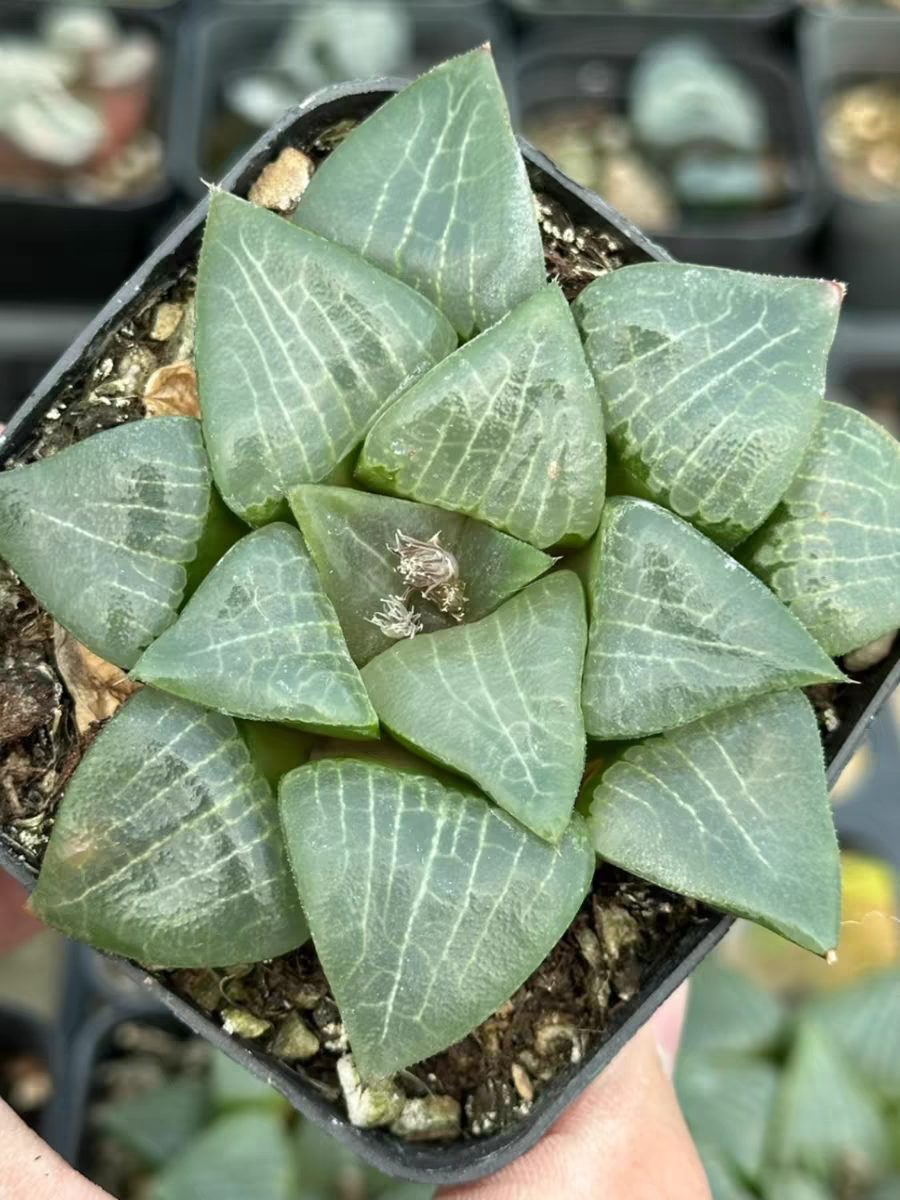 bjbm38.Haworthia retusa mirror lake 4-5cm/ Haworthia/ Succulent plants / Garden landscape / Carefully select healthy plants