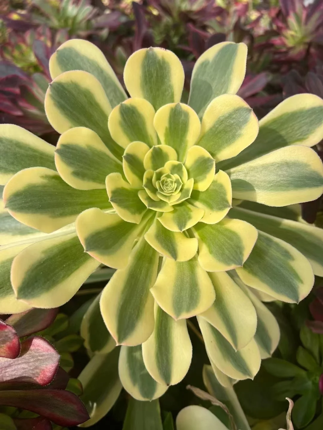 plant Aeonium Echeveria Haworthia  Caudex  Lithops Cactus  Agave 