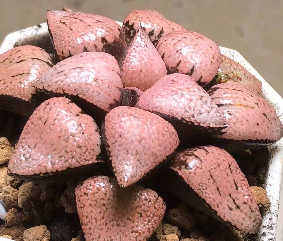 plant Aeonium Echeveria Haworthia  Caudex  Lithops Cactus  Agave 