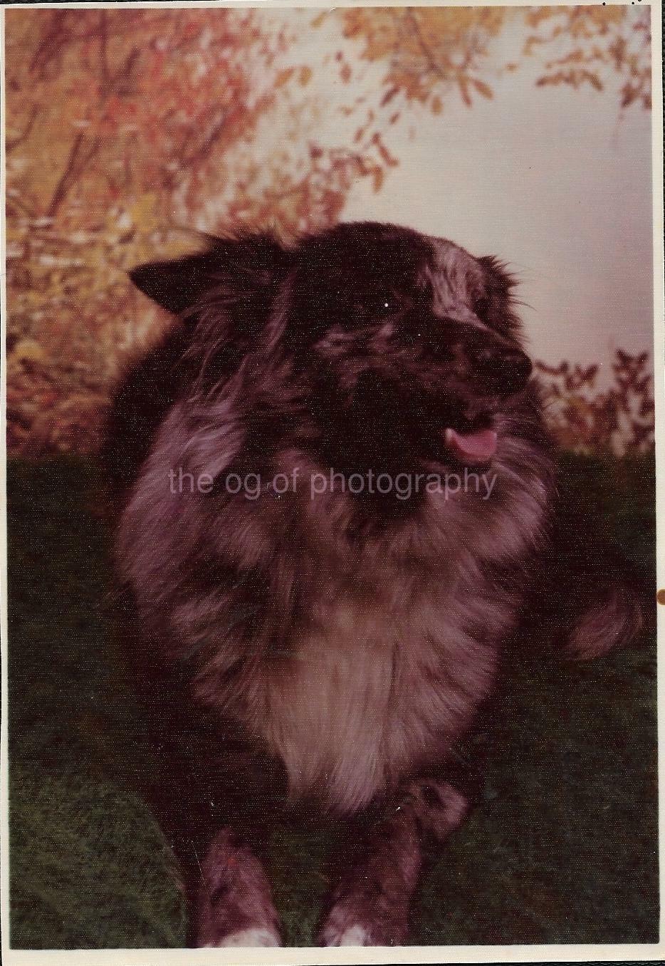 FOUND Photo Poster paintingGRAPH ColorOriginal DOG Portrait VINTAGE 07 5 F