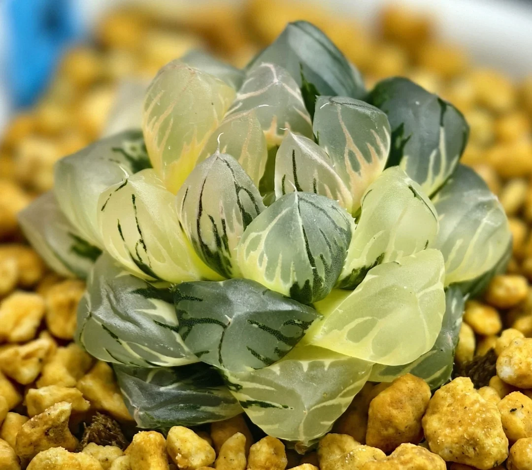 plant Aeonium Echeveria Haworthia  Caudex  Lithops Cactus  Agave 