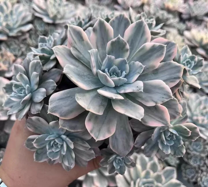 plant Aeonium Echeveria Haworthia  Caudex  Lithops Cactus  Agave 