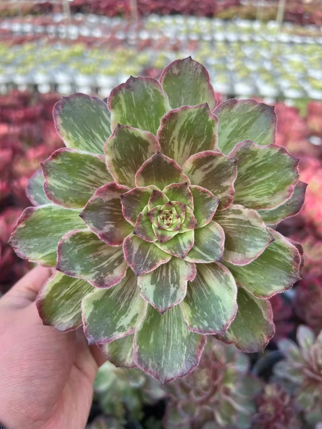 plant Aeonium Echeveria Haworthia  Caudex  Lithops Cactus  Agave 