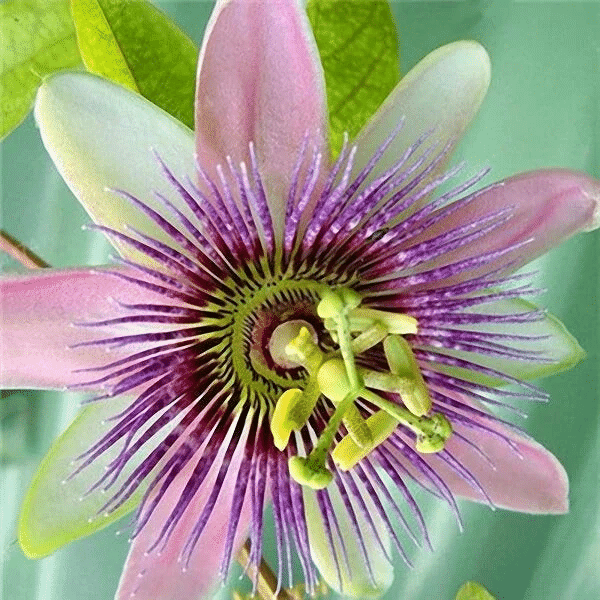 Passion Flower Seeds Garden Rare Passiflora Incarnata Fruit Plants Seeds