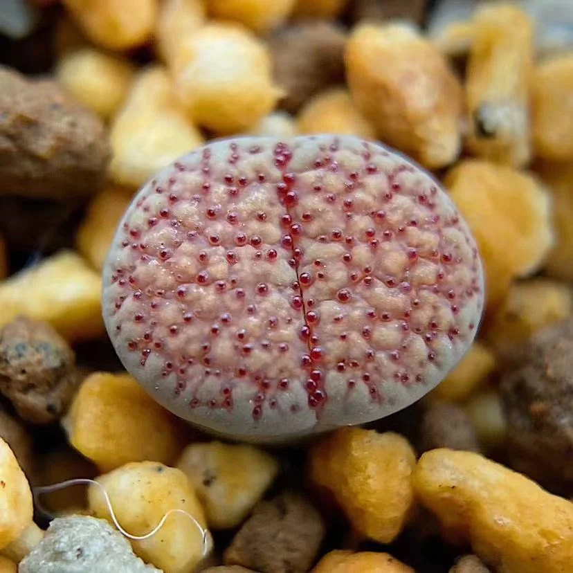 plant Aeonium Echeveria Haworthia  Caudex  Lithops Cactus  Agave 