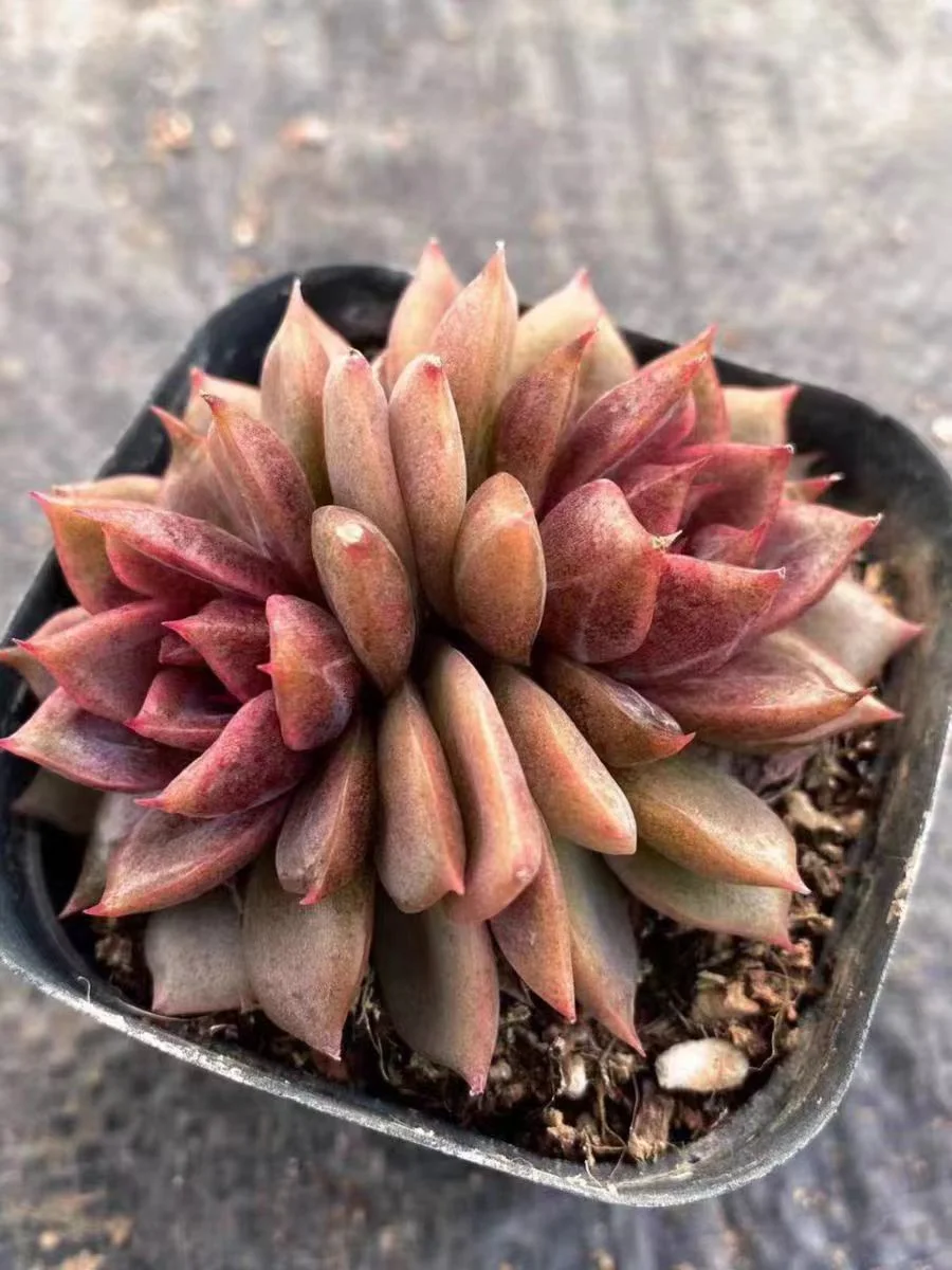 plant Aeonium Echeveria Haworthia  Caudex  Lithops Cactus  Agave 