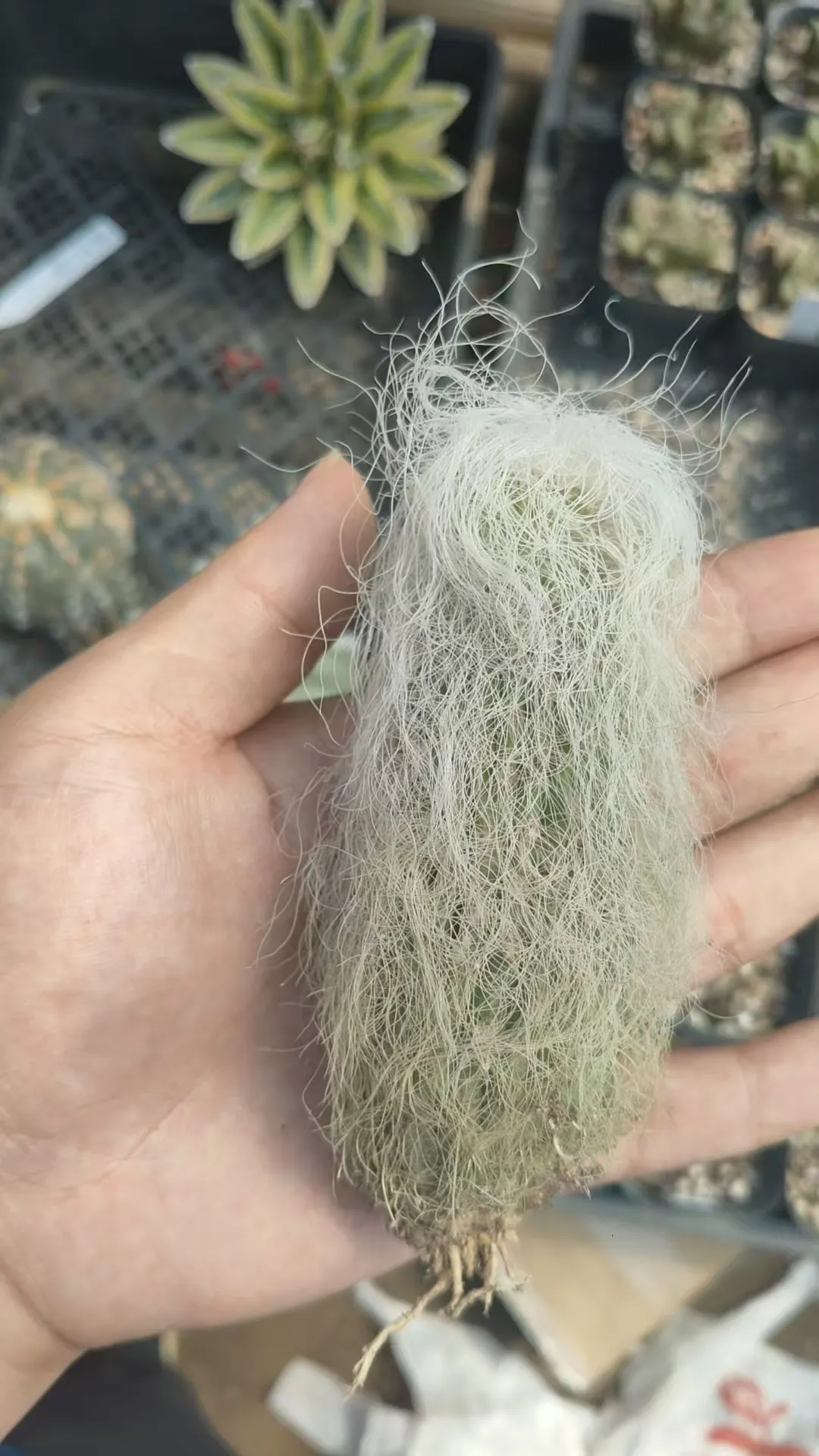 plant Aeonium Echeveria Haworthia  Caudex  Lithops Cactus  Agave 