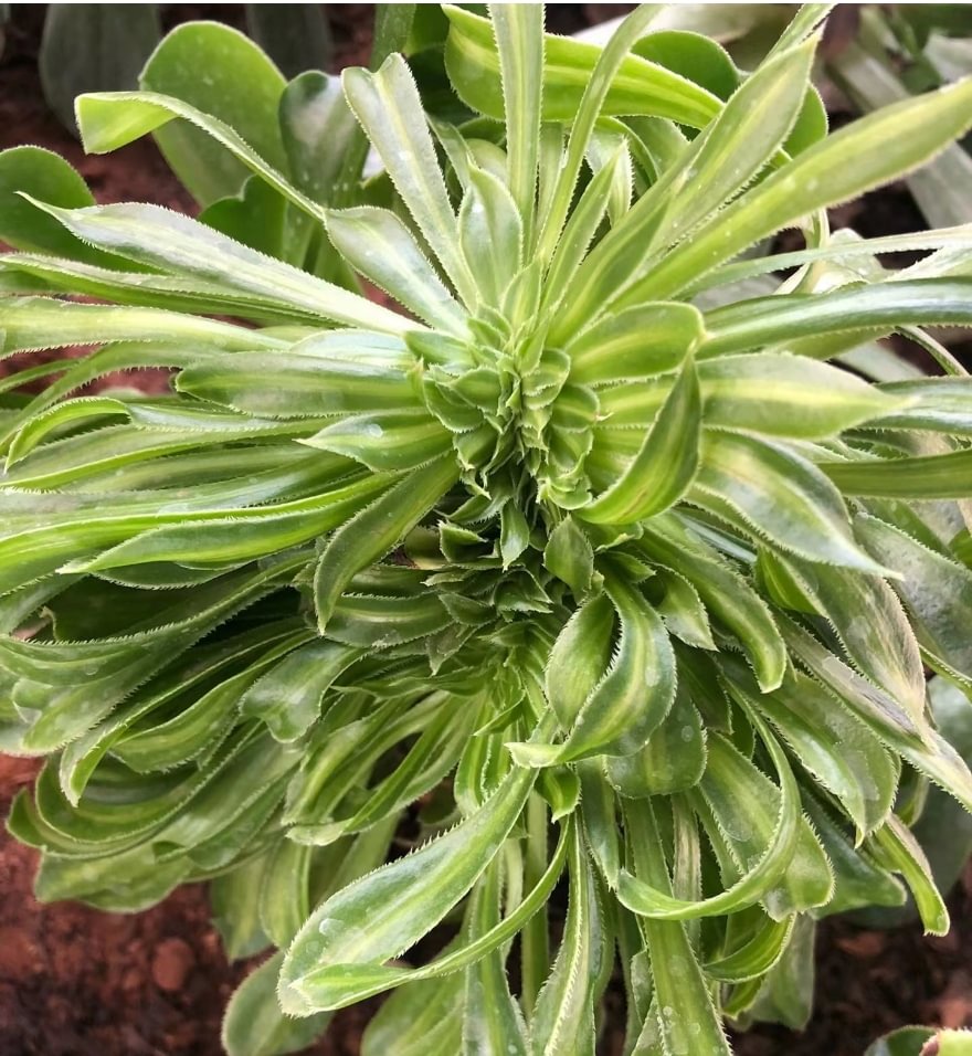 622.  Biluochun crested  / Aeonium crested/ Aeonium plants / Garden landscape / Carefully select healthy plants