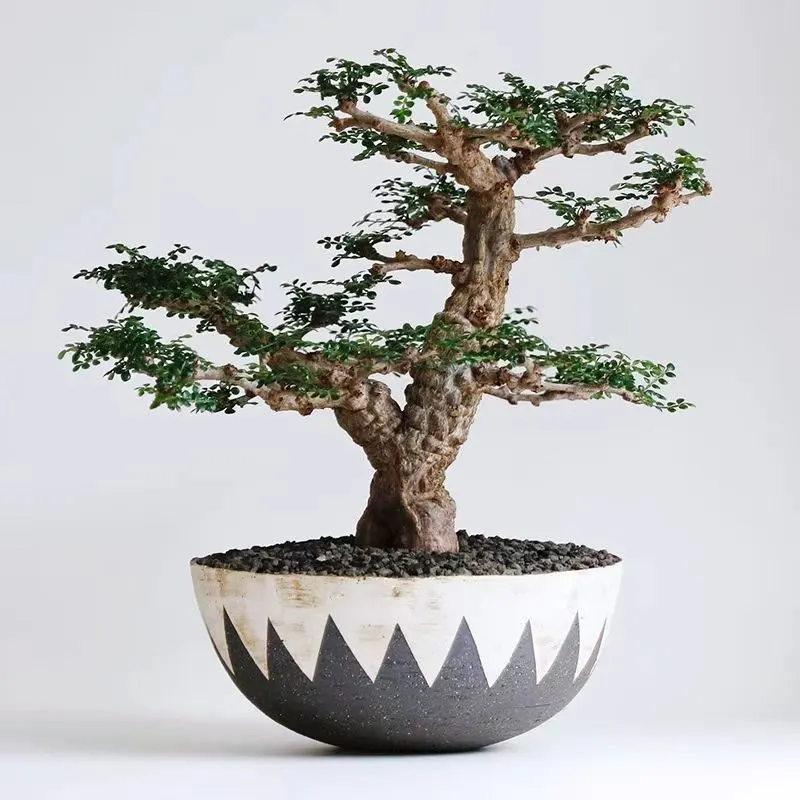 plant Aeonium Echeveria Haworthia  Caudex  Lithops Cactus  Agave 