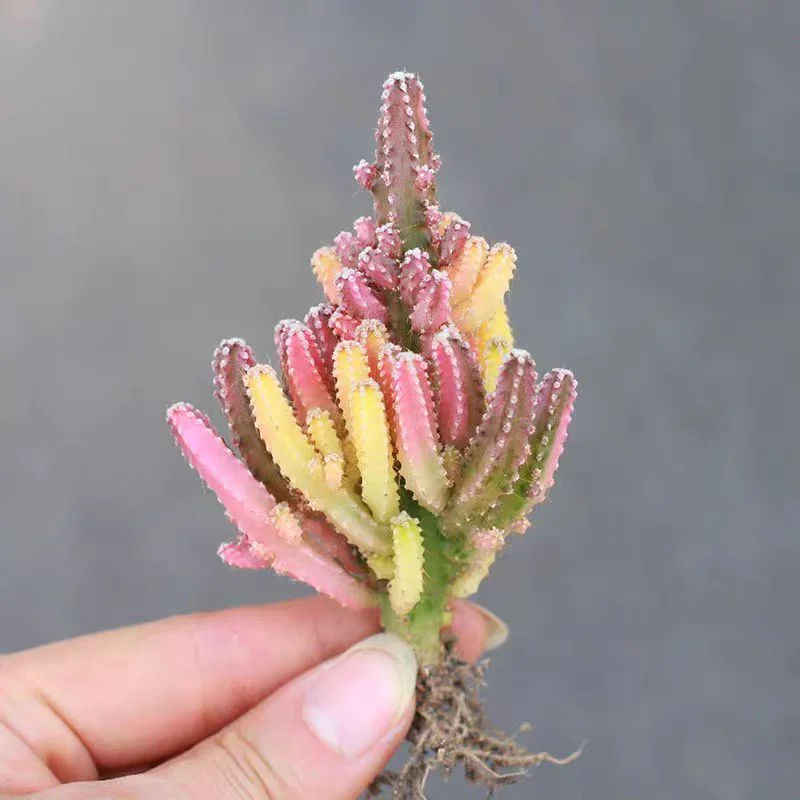 plant Aeonium Echeveria Haworthia  Caudex  Lithops Cactus  Agave 