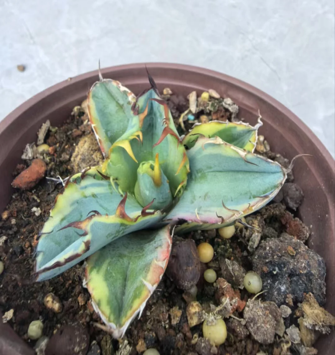 1071.Agave Blue Whale Marginata Variegated /Agave plants / Succulent plants / Garden landscape / Carefully select healthy plants