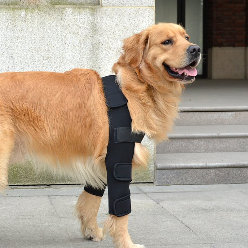 Double Knee Brace for Dogs