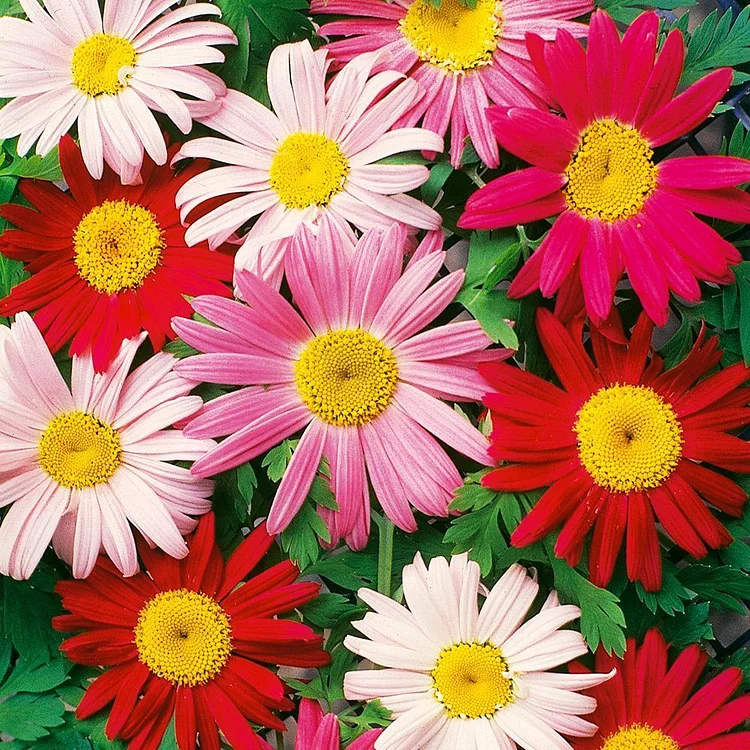 50Pcs Painted Daisy Seeds, Single Mixed Colors