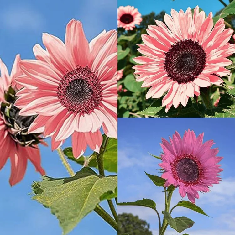 Pink Sunflower Seeds-High Germination Rate Wonderful Choice for Garden
