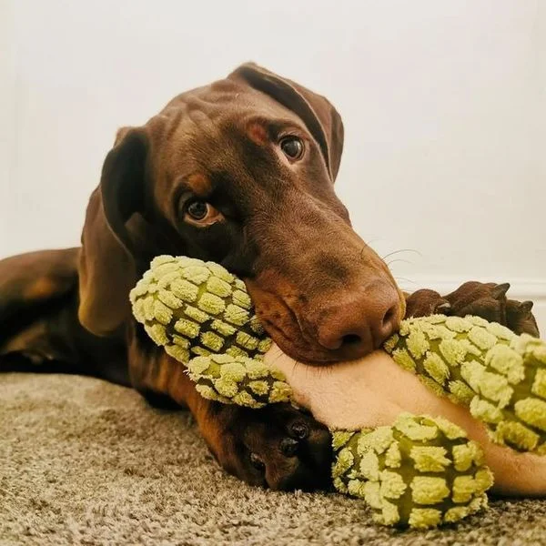 ROBUSTDINO - INDESTRUCTIBLE ROBUST DINO