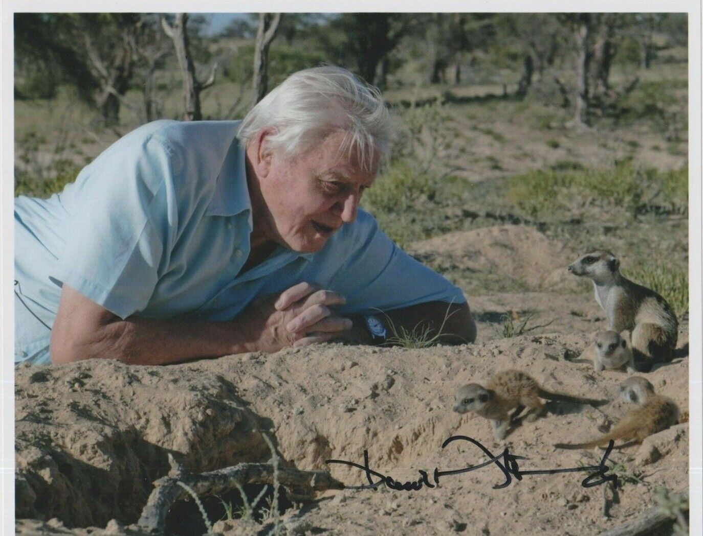 Sir David Attenborough **HAND SIGNED** 8x10 Photo Poster painting ~ AUTOGRAPHED