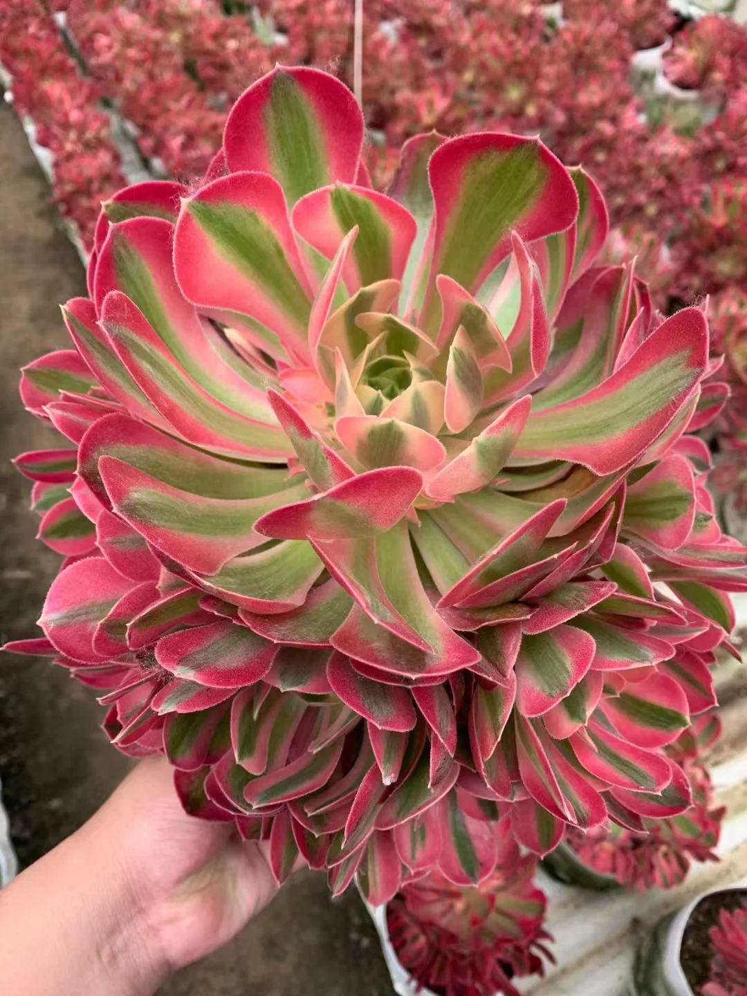 plant Aeonium Echeveria Haworthia  Caudex  Lithops Cactus  Agave 