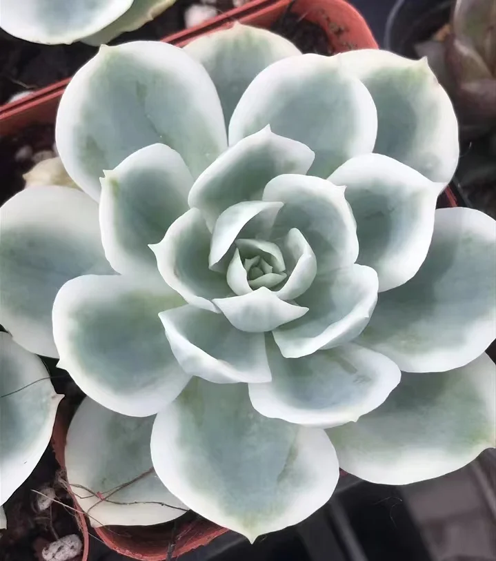   149.  Lemon Rose Brocade single head 5-6cm / Echeveria /  Succulent plants / Garden landscape / Carefully select healthy plants