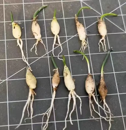 plant Aeonium Echeveria Haworthia  Caudex  Lithops Cactus  Agave 