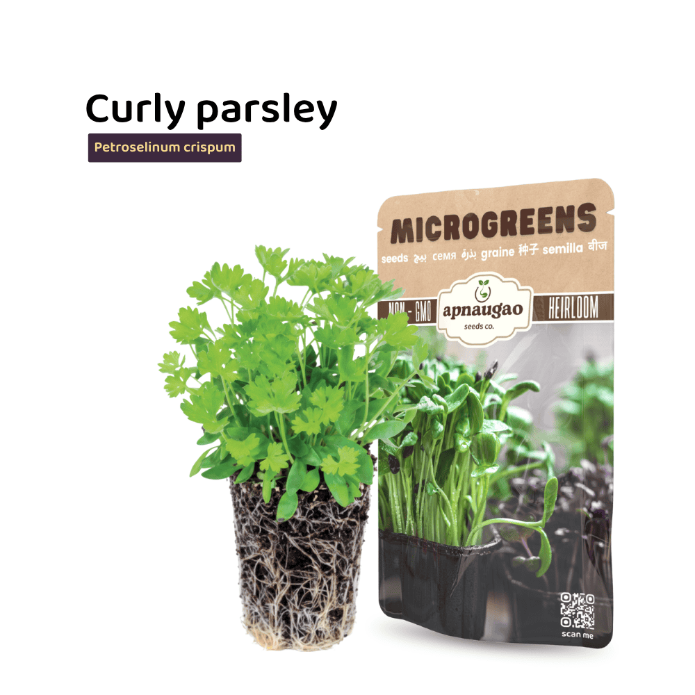 Curly Parsley Microgreens Seeds &ndash; Fresh, Fragrant & Nutritious Greens