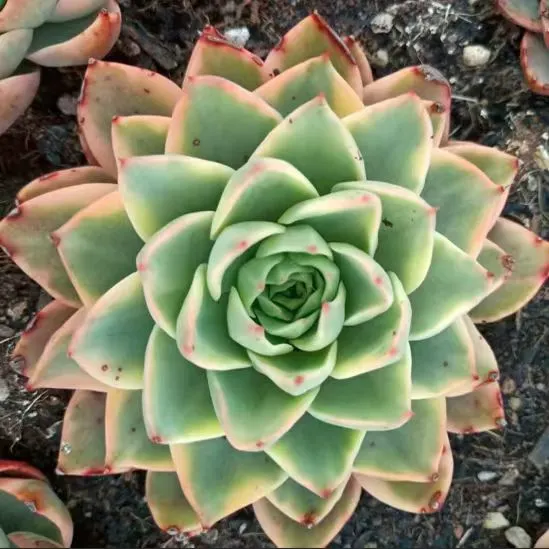 plant Aeonium Echeveria Haworthia  Caudex  Lithops Cactus  Agave 