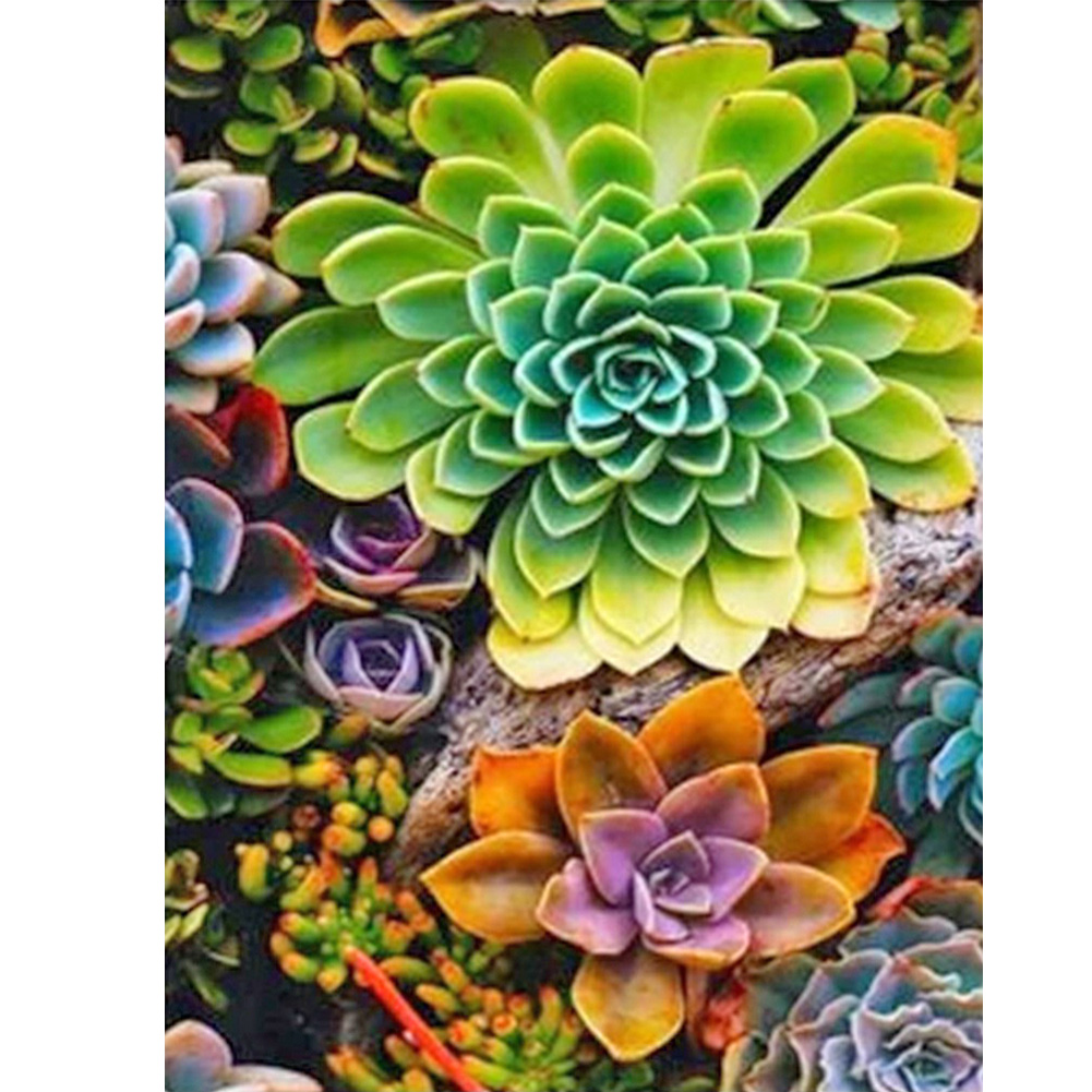 

40*50CM - Round Drill Diamond Painting - Succulents, 501 Original