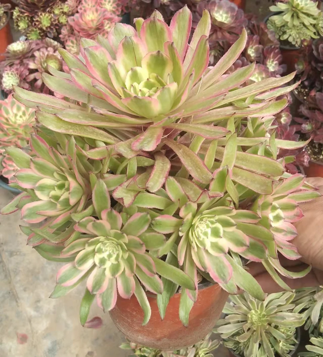 plant Aeonium Echeveria Haworthia  Caudex  Lithops Cactus  Agave 