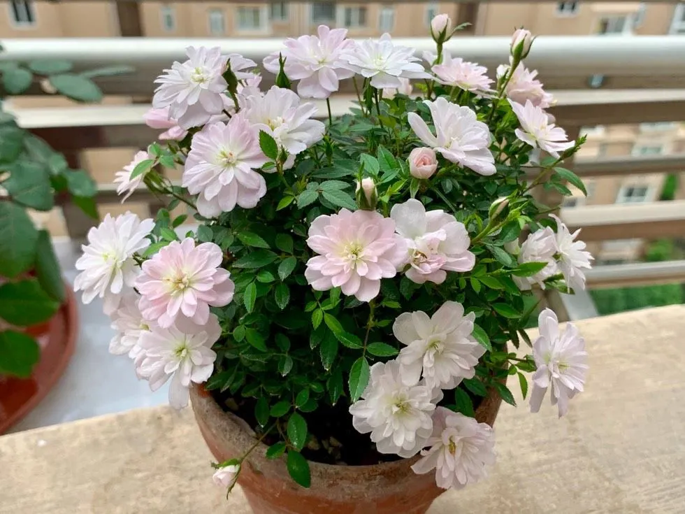 Rosa Chinensis Minima (Miniature Rose) Seeds