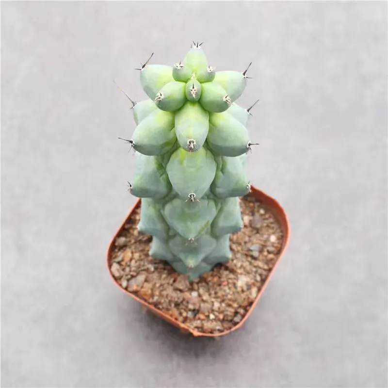 plant Aeonium Echeveria Haworthia  Caudex  Lithops Cactus  Agave 