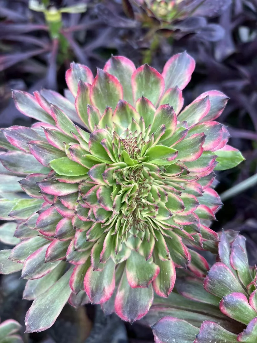 182. Pink Daisy crested cutting 5-6cm/ Aeonium crested/  Aeonium plants / Garden landscape / Carefully select healthy plants