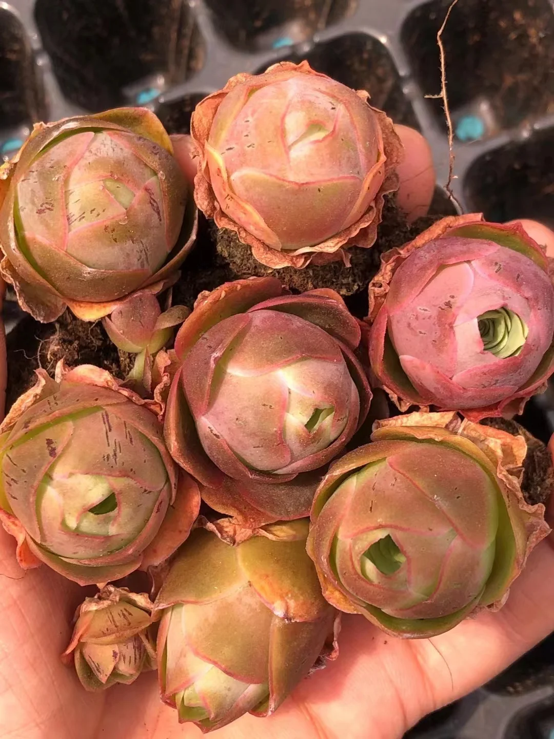 plant Aeonium Echeveria Haworthia  Caudex  Lithops Cactus  Agave 