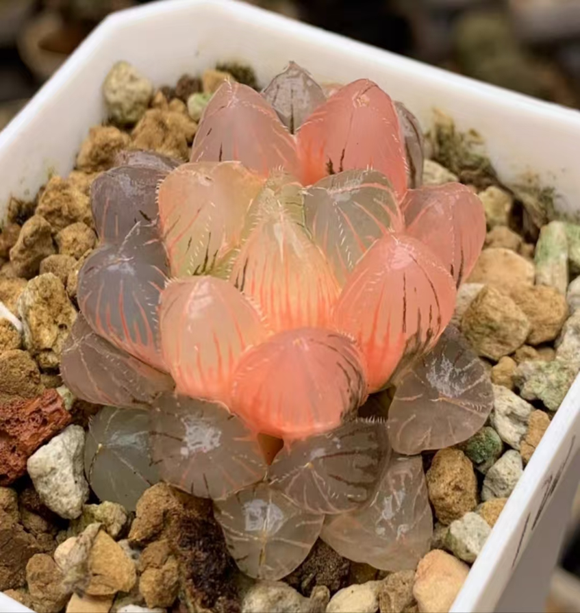 plant Aeonium Echeveria Haworthia  Caudex  Lithops Cactus  Agave 