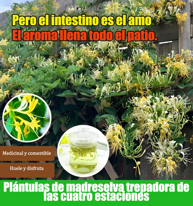 Semillas de madreselva que florecen durante todo el año