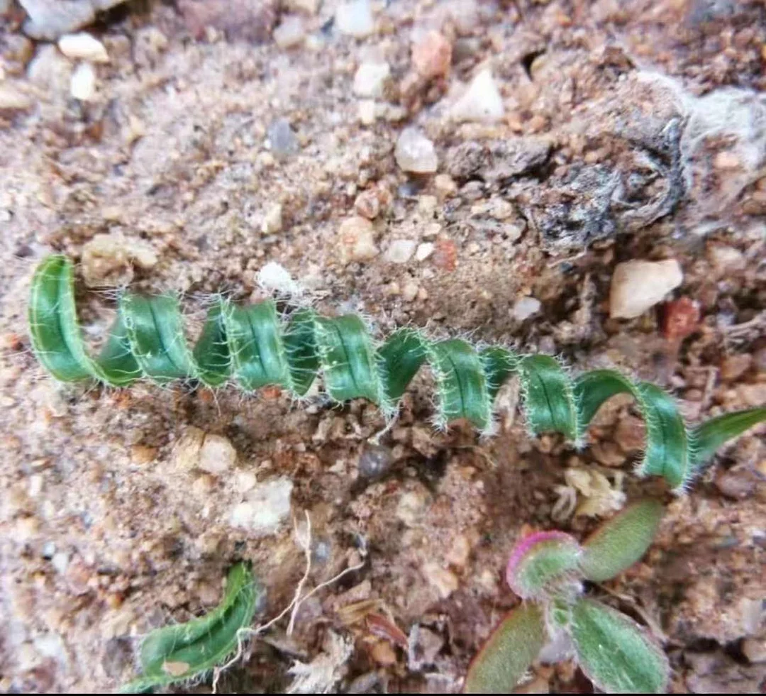 plant Aeonium Echeveria Haworthia  Caudex  Lithops Cactus  Agave 