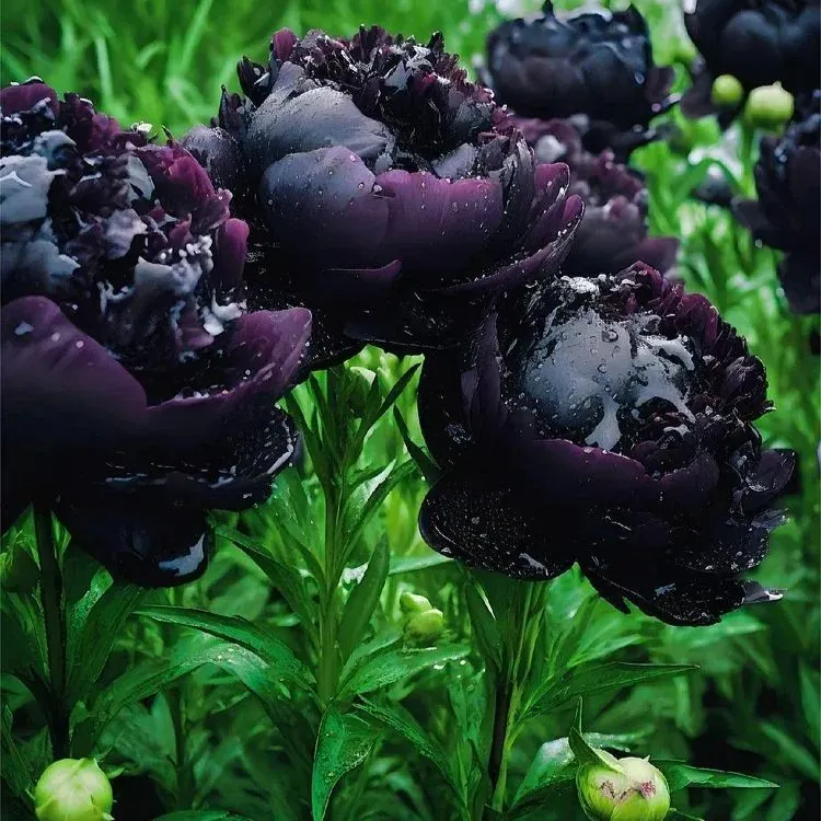 Colorful Peony Flower-Over 7 Colors